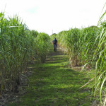 What Is Bio Energy All About?